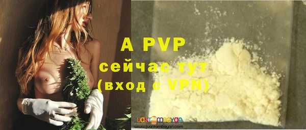 прущие грибы Новозыбков