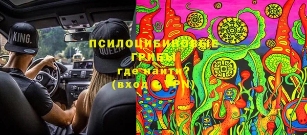 прущие грибы Новозыбков