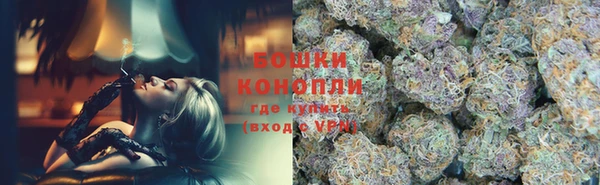 прущие грибы Новозыбков